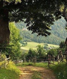 a dirt road that is surrounded by trees and grass with mountains in the back ground