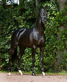 a black horse standing on top of a dirt road next to green bushes and trees