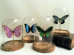 three butterflies in glass domes on wooden bases