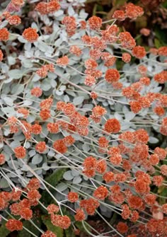 small orange flowers with green leaves and snow on the tops, in front of some shrubbery