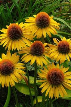 several yellow flowers with green leaves in the background