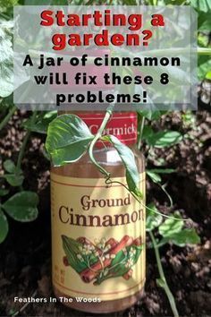 a jar filled with cinnamon sits in the dirt next to plants and leaves that are growing out of it