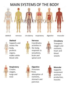 the main systems of the body are labeled in this diagram, and there are many different types