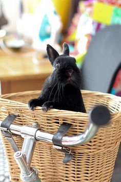 a small black rabbit sitting in the basket of a bicycle, looking at the camera