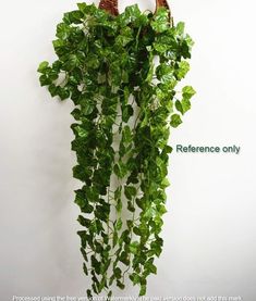 a plant hanging on the wall with an advertise for reference only written below