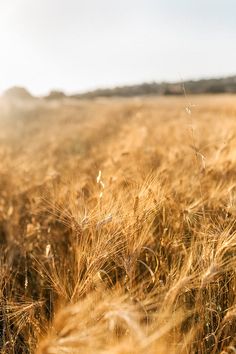 the sun is shining on a wheat field