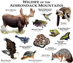 an image of wildlifes and their names in english or german language on a white background