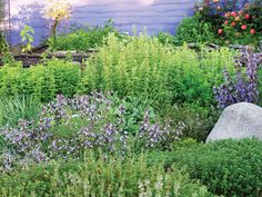 the garden is full of colorful flowers and plants, including lavenders in blooming