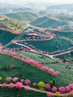 an aerial view of the countryside with pink flowers on trees and hills in the background