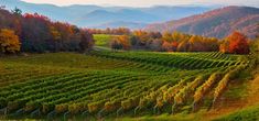 a vineyard in the fall with mountains in the background and trees changing colors during the day