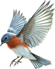 a blue and red bird with its wings spread