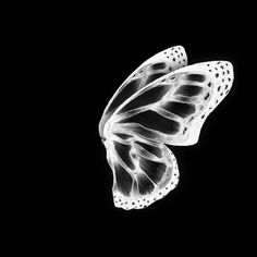 a black and white photo of a butterfly in the dark with only one wing visible