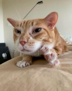 an orange and white cat laying on top of a bed