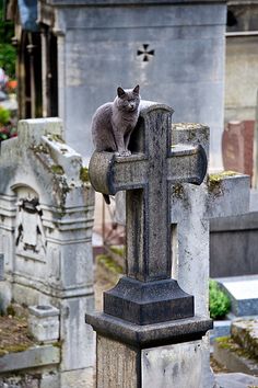 a cat sitting on top of a stone cross in a cemetery with headstones behind it