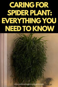 a spider plant with the words caring for spider plant everything you need to know