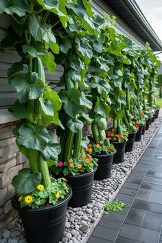 many potted plants are lined up on the side of a building with flowers in them