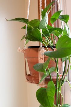 a potted plant hanging from a rope in front of a window with a mirror behind it