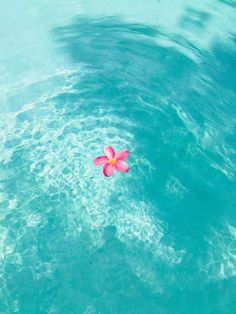 a pink flower floating on top of blue water