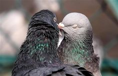 two birds that are next to each other with their beaks touching heads close together