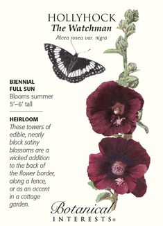 the botanical interest guide for hollyhock and the watchman