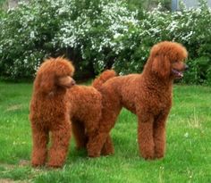 two red poodles standing in the grass