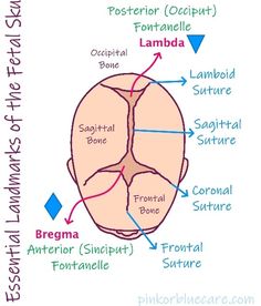 the anatomy of the head and neck, labeled in different languages with labels on each side