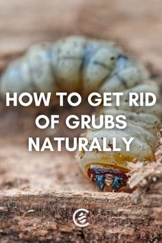 a caterpillar with the words how to get rid of grubs naturally