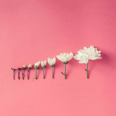 five white flowers are lined up on a pink background