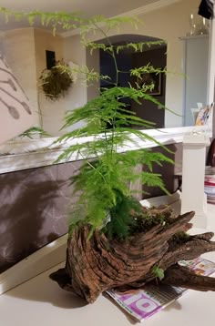 a plant is growing out of a piece of wood that has been turned into a tree stump