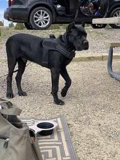 a black dog standing on top of a dirt field next to a picnic table and backpack