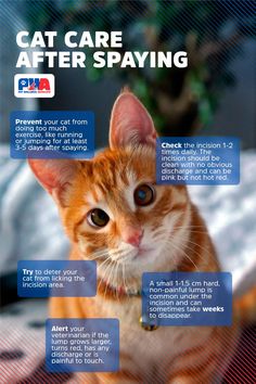 Tips for cat care after spaying Pet Wellness, Cat Care, Fresh Look, Cats Meow, Veterinarian, Cat Life, Look At, Kittens, Benefits