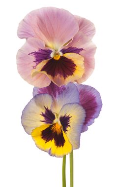 three purple and yellow pansies on a white background