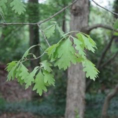 green leaves hang from a tree in the woods