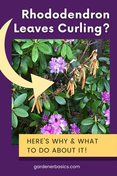 rhododendron leaves curling? here's why and what to do about it