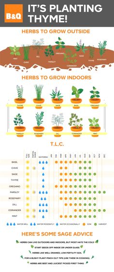 an info sheet describing the different types of plants and how they are grown in pots