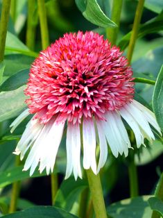 a pink and white flower with green leaves