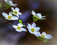 small white flowers with green leaves on a branch