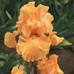 an orange flower with green leaves in the background