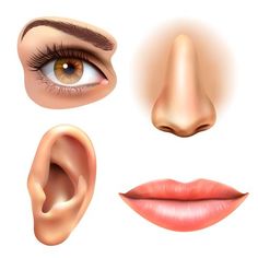 an image of different parts of the human body including eyes, lips and nose with clippings