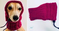 a dog wearing a red knitted hat and scarf with a leash attached to it