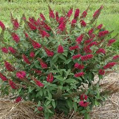 a bush with red flowers in the grass