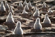 a group of small white animals sitting on top of rocks