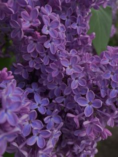 purple lilacs are blooming in the garden