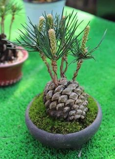 a small pine cone sitting on top of a moss covered potted plant in the middle of a table