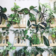 many plants are growing in glass vases on wooden trays and hanging from the wall