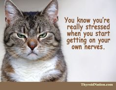 a close up of a cat with a caption that reads, you know you're really stressed when you start getting on your own deserves