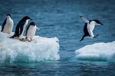 three penguins are sitting on an ice floet in the water and one penguin is jumping