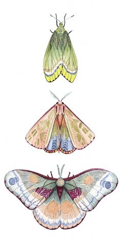 three moths are shown in different colors and sizes