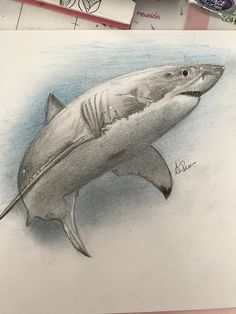 a pencil drawing of a shark on paper