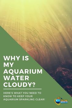 the words why is my aquarium water cloudy? here's what you need to know to keep your aquarium sparkling clear